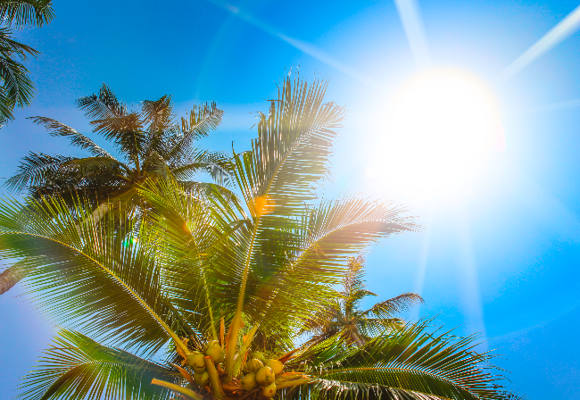 close up of palm tree canopy with sun behind leaves