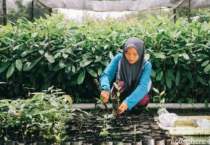 young Indonesian lady planting shoots in the ground, surrounded by saplings