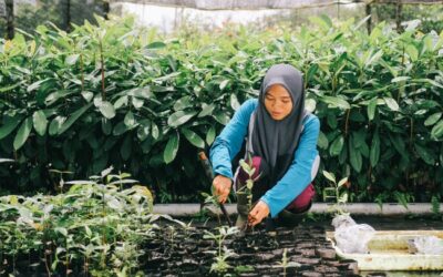 Sumatra Merang Peatland Project offsetting carbon emissions and improving local livelihoods