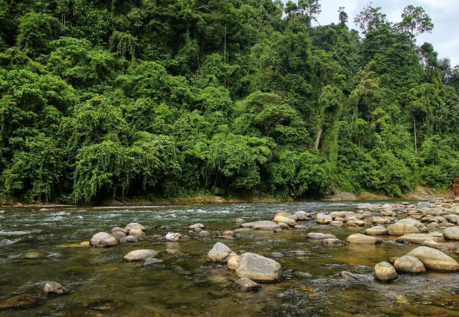 rainforest and riverbed in Sumatra